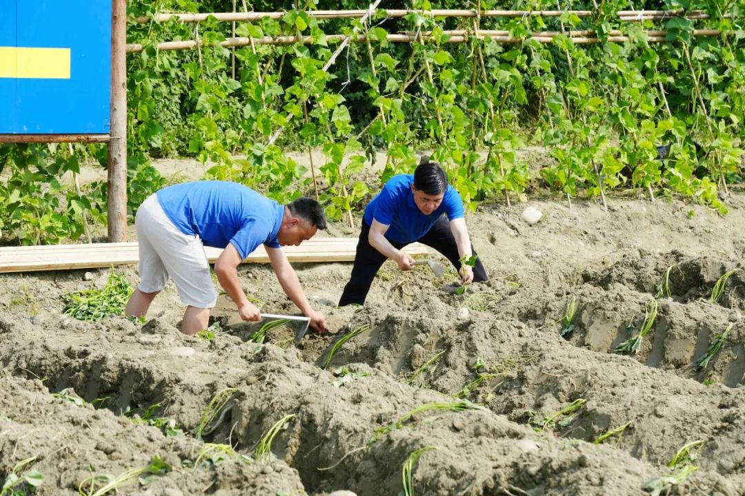 劳动实践 “薯”你最棒！——华商理工开展劳动教育实践活动